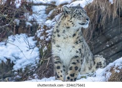 1,012 Snow Leopard Cub Images, Stock Photos, 3D objects, & Vectors | Shutterstock