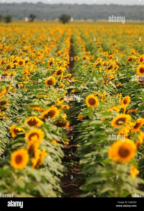 sunflowers in bloom near Crecy in Limpopo province South Africa Stock ...