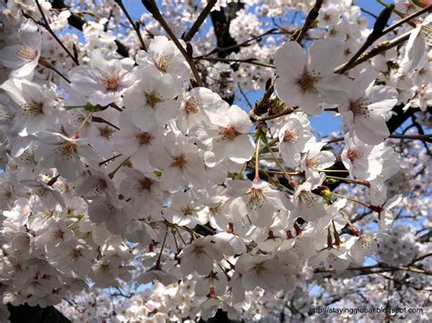 A Global Life: Nagoya : Cherry Blossoms near Yamazaki River