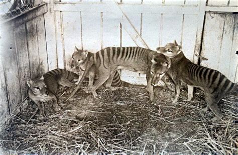 Thylacine Facts, Habitat, Pictures, Sightings, Extinction and Range