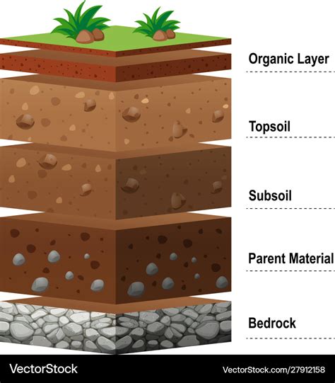 Different layers soil on earth Royalty Free Vector Image