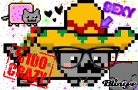 Taco Nyan Cat Fotografía #131433829 | Blingee.com