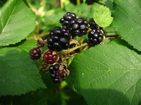 File:Blackberries-fruit and leaf-2048-A.jpg - Wikimedia Commons