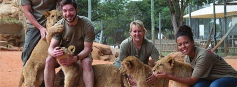 Lion park volunteer opportunities in south africa