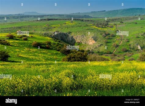 Yellow flowers in the hills of the Galilee near Livnim, Israel, Middle East Stock Photo - Alamy