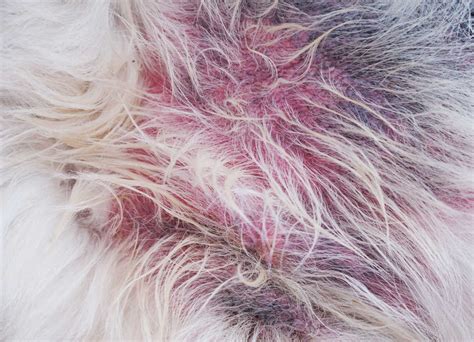 Skin Infections in Dogs [With 10 Pictures]: Itching, Redness, and How You Can Help Break the ...