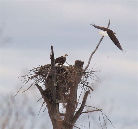 Public Domain Picture | Bald eagle nesting | ID: 13972648821862 | PublicDomainFiles.com