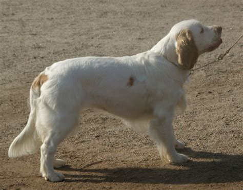 Clumber Spaniel Breeders in the USA with Puppies for Sale | PuppyHero