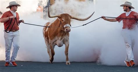 Happy Birthday, Bevo! Texas' beloved mascot turns 8 years old - On3