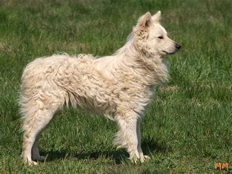 17 Best images about Hungarian Mudi on Pinterest | Rare dog breeds ...