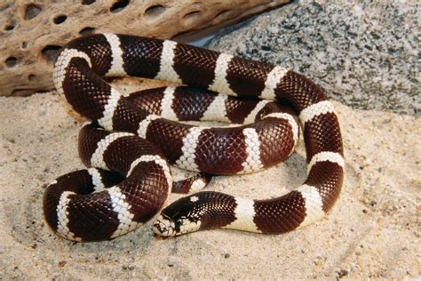 California king snake | snake | Britannica