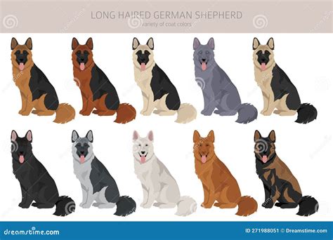 Long Haired German Shepherd Dog in Different Coat Colors Clipart Stock Vector - Illustration of ...