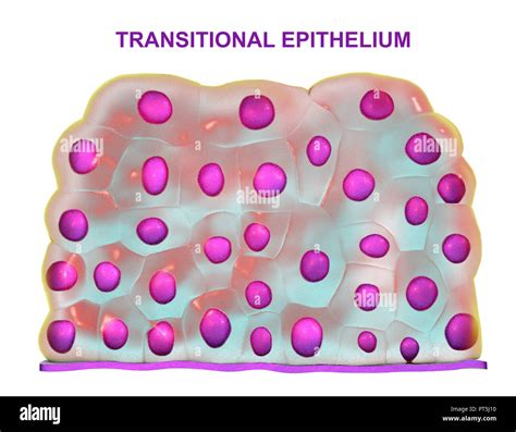 Transitional epithelium hi-res stock photography and images - Alamy