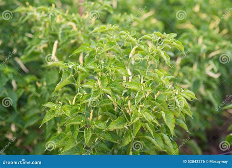 Chilli tree in garden stock photo. Image of garden, food - 52842276