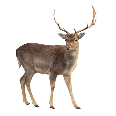 Realistic Moose PNG File - PNG All | PNG All