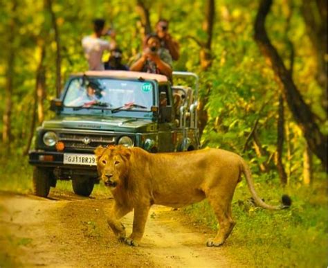 Gir National Park Safari - A Detailed Guide | Gujarat | Hikerwolf