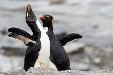 Falkland Islands Wildlife | Falklands nature photo trip | Far South Exp