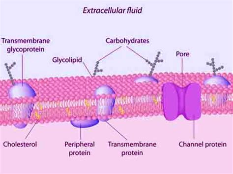 Peripheral Proteins - Knowledge Quester