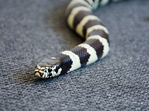 Discover 40 White and Black Snakes (18 are Venomous) | Updated