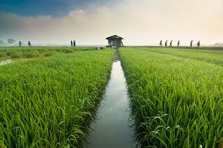 Ekosistem Sawah | XCH Blog