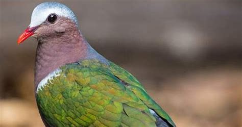 Common (Grey-capped) emerald dove | Birds of India | Bird World