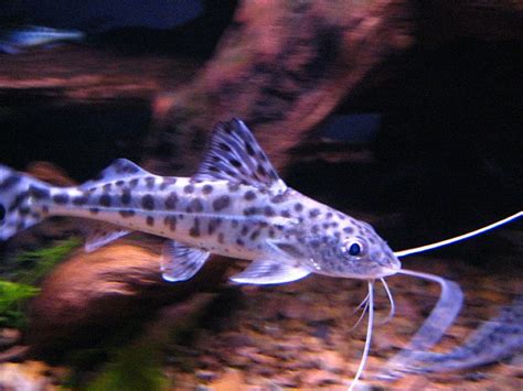 Fish Pictures: Spotted pimelodus, pictus, Pictus catfish - Pimelodus pictus