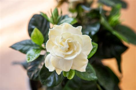 How to Grow and Care for Gardenia