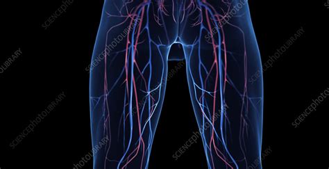 Male leg veins, illustration - Stock Image - F038/5038 - Science Photo Library