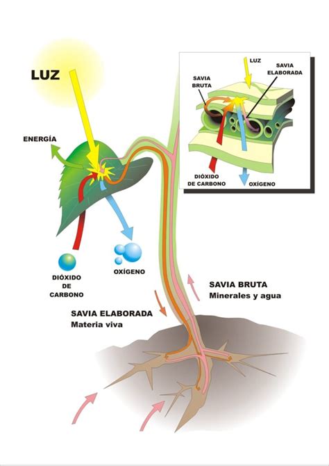 Esquema de la fotosintesis ¡Fotos & Guía 2024!