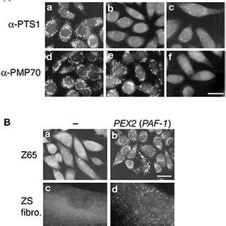 (PDF) Peroxisome biogenesis in mammalian cells