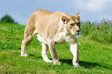 Lioness Free Stock Photo - Public Domain Pictures
