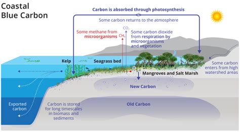 What Is Blue Carbon? - CleanTechnica