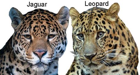 What Is The Difference Between Leopard And Jaguar - green lamborghini uae