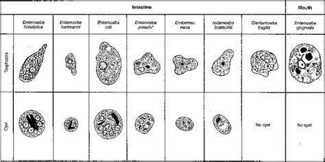 THE APPROACH TO STOOL EXAMINATION FOR PARASITES - Gastroenterology Clinics