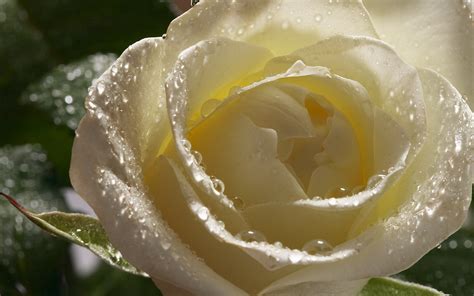 🔥 Download White Rose HD Wallpaper Flowers by @timothycarr | White Flower Wallpaper, White ...