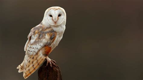 Barn Owl (Tyto Alba) - Glenlivet Wildlife