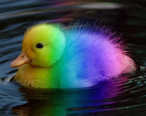 Rainbow duckling - rainbows Photo (37463970) - Fanpop