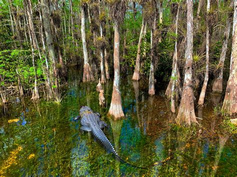 The Five Habitats of Big Cypress National Preserve | WildLandscapes International Biodiversity ...