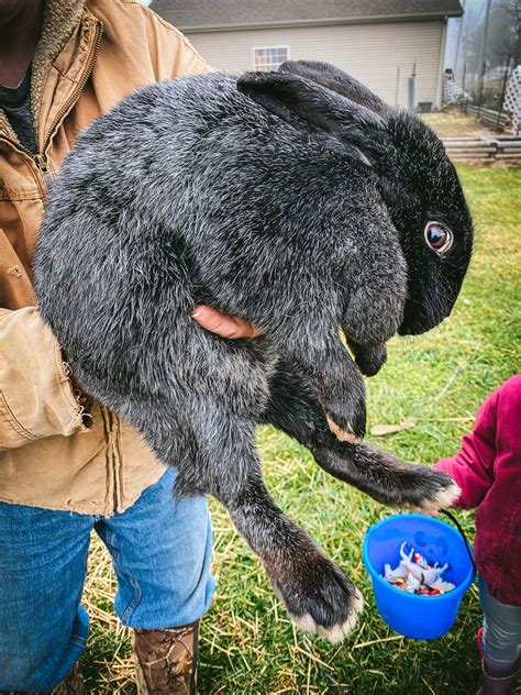 Is Rabbit Meat Good For Dogs