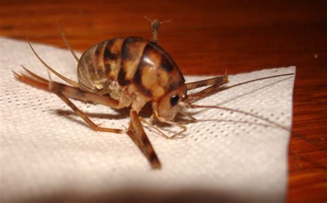 Greenhouse Camel Cricket - What's That Bug?