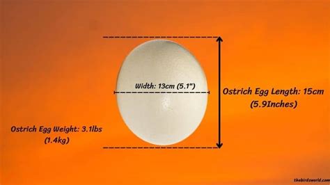 Ostrich Egg Size: Compared With Emu, Chicken & Other Bird