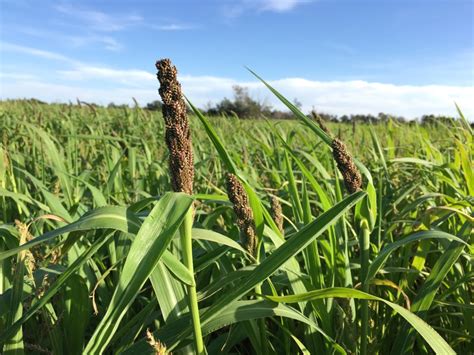 Japanese Millet (Echinochloa spp.) | Cover Crops Canada