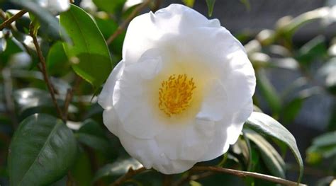 11 Shade Friendly Camellia Varieties For Shady Garden Spaces