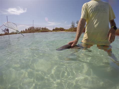 Bimini Nurse shark pup at the Shark Lab in South Bimini | Nurse shark, Bimini, Pup