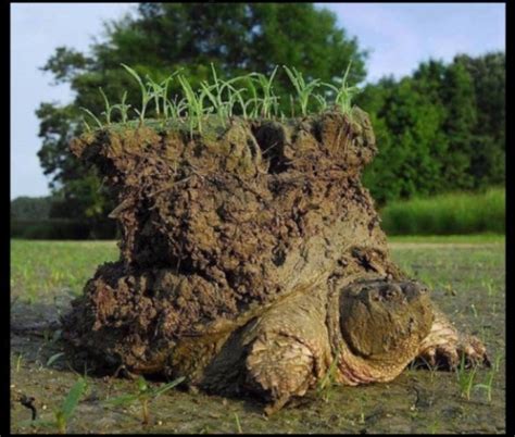 This is a turtle after waking up from hibernation. : r/BeAmazed