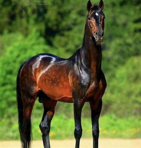 This Glittering Golden Horse Called Akhal-Teke is Possibly the Most ...