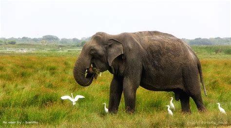 Wildlife Sri Lanka | national parks-elephants-animals-jungles-safaries-hotels-photo