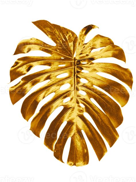 Gold Monstera leaf transparent background 39633450 PNG