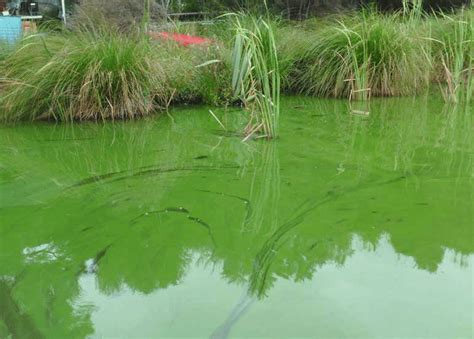 Bloom of the toxic cyanobacterium Microcystis in a New Zealand lake.... | Download Scientific ...