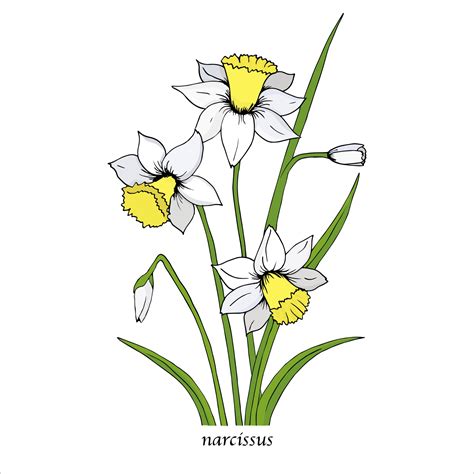 Narcissus Flowers Pictures | Best Flower Site